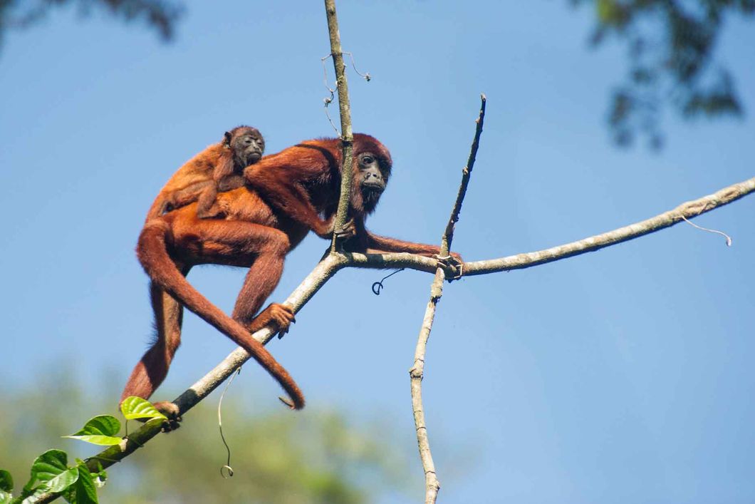 Aufnahme eines Bruellaffens auf einem Ast mit Baby auf dem Ruecken waehrend einer Rangertour