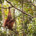 reiseorte-borneo-sebangau-wald-orang-utan-natucate