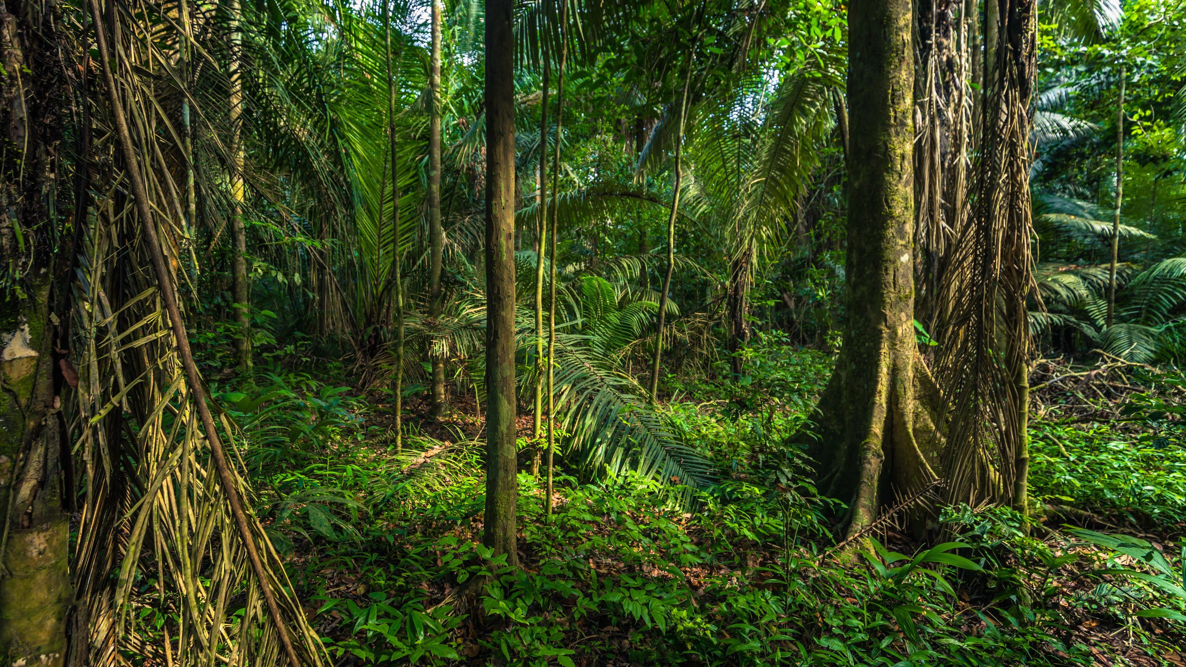 natur-und-rangerkurse-peru-suedamerika-insektenforschung-insekten-amazonas-baeume-natucate