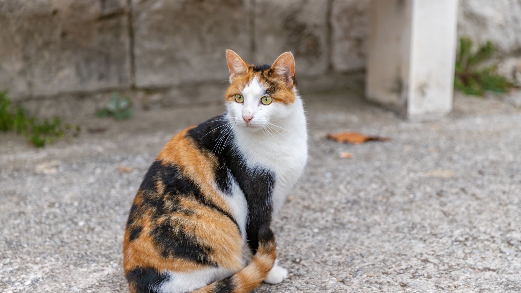 natucate-erfahrungsbericht-griechenland-praktikum-tiermedizin-carolanne