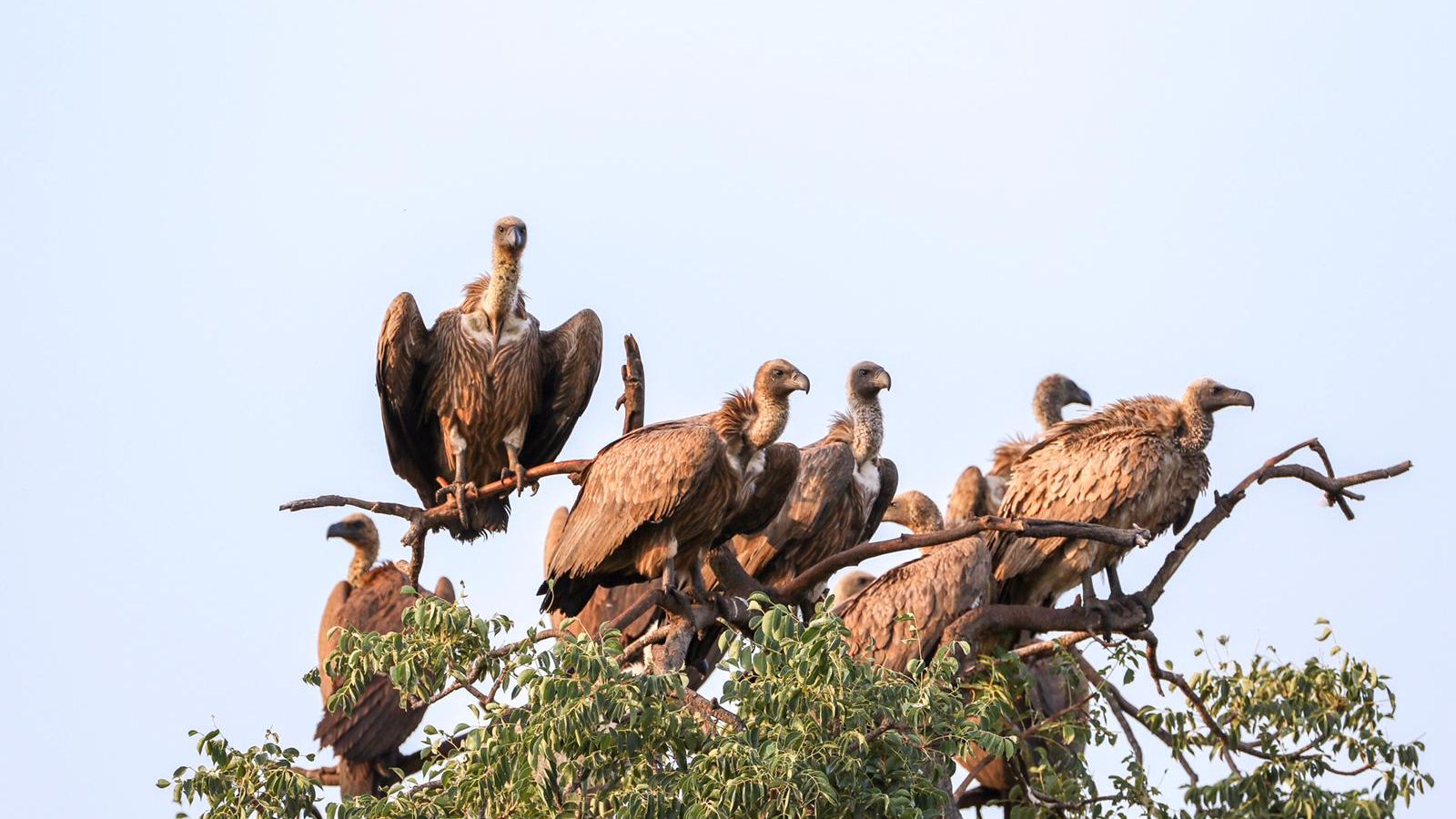 Do Vultures Deserve Their Bad Reputation?