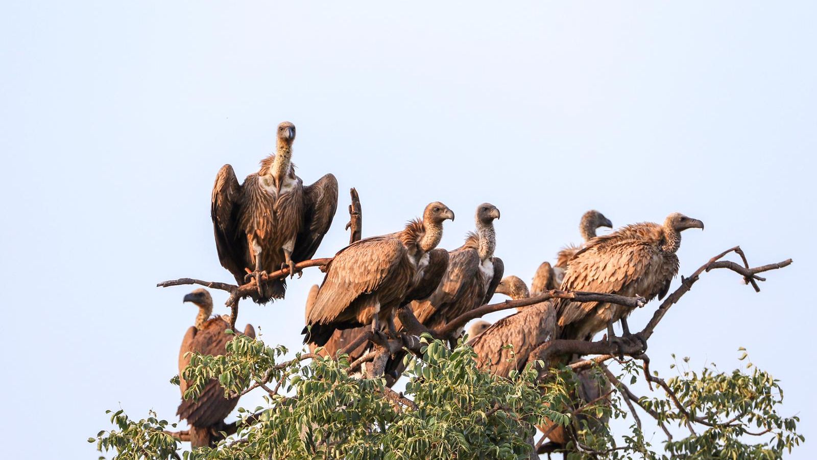 Natucate Blog – Vultures ⋅ Natucate