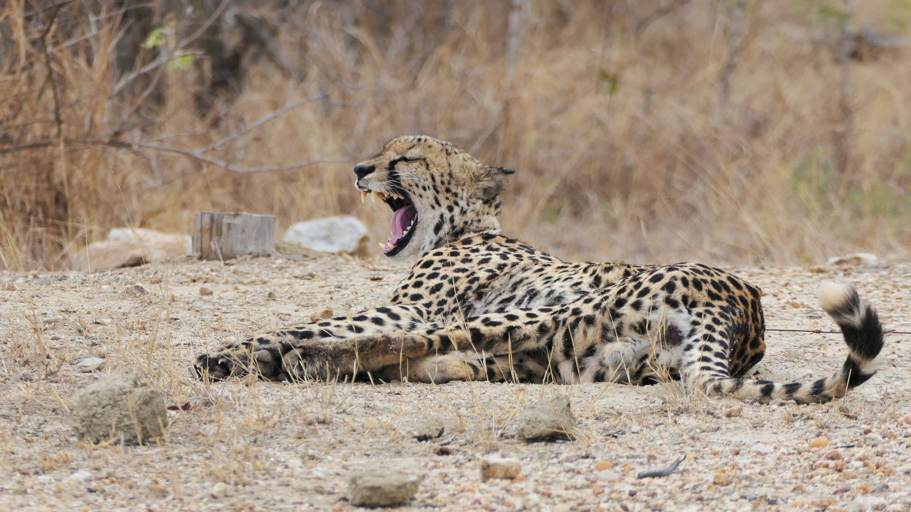 Cheetah