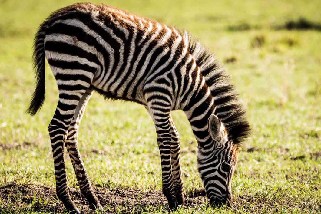 Ein kleines Zebra mit flauschigem Fell grast auf der Steppe