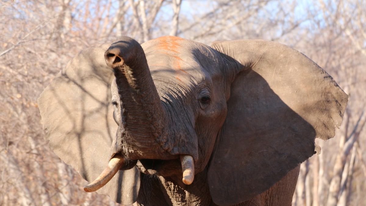 erfahrungsbericht-zimbabwe-rangerausbildung-kundenfotos-elefant-natucate