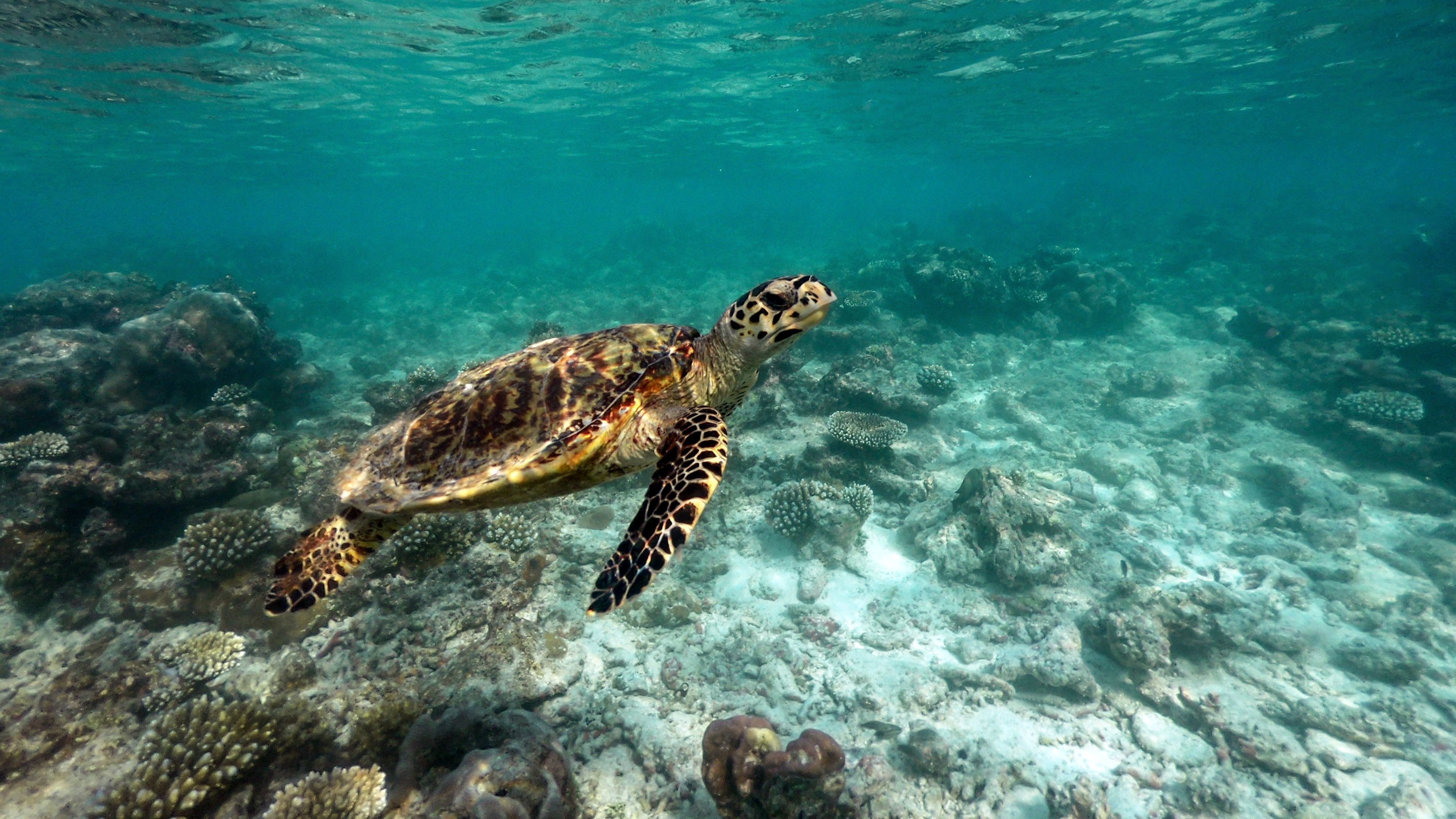 Eine Meeresschildkroete schwimmt entlang eines Korallenriffes vor den Philippinen