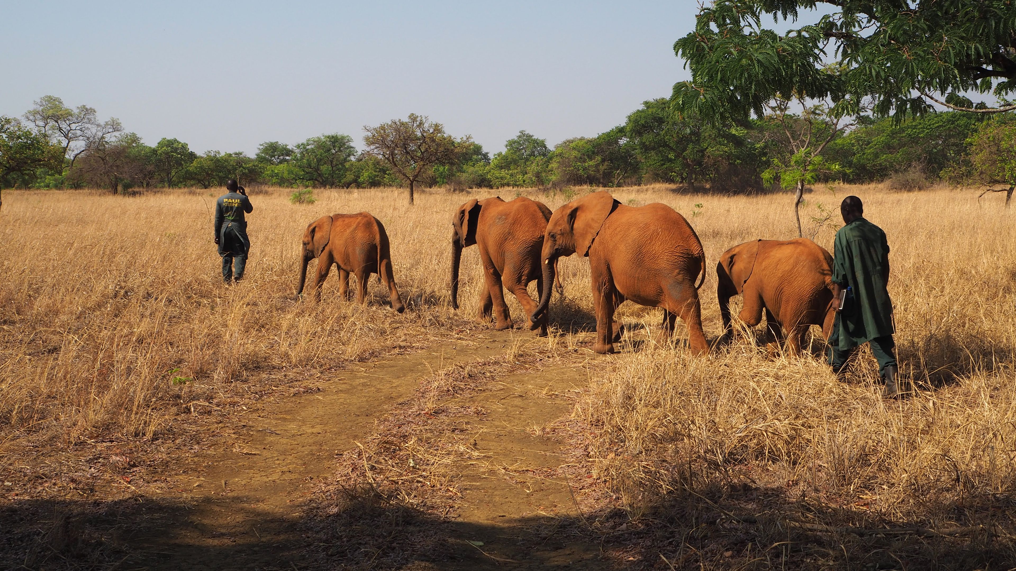 Elefantenpfleger des Artenschutzprojekts in Sambia mit einigen Elefantenwaisen
