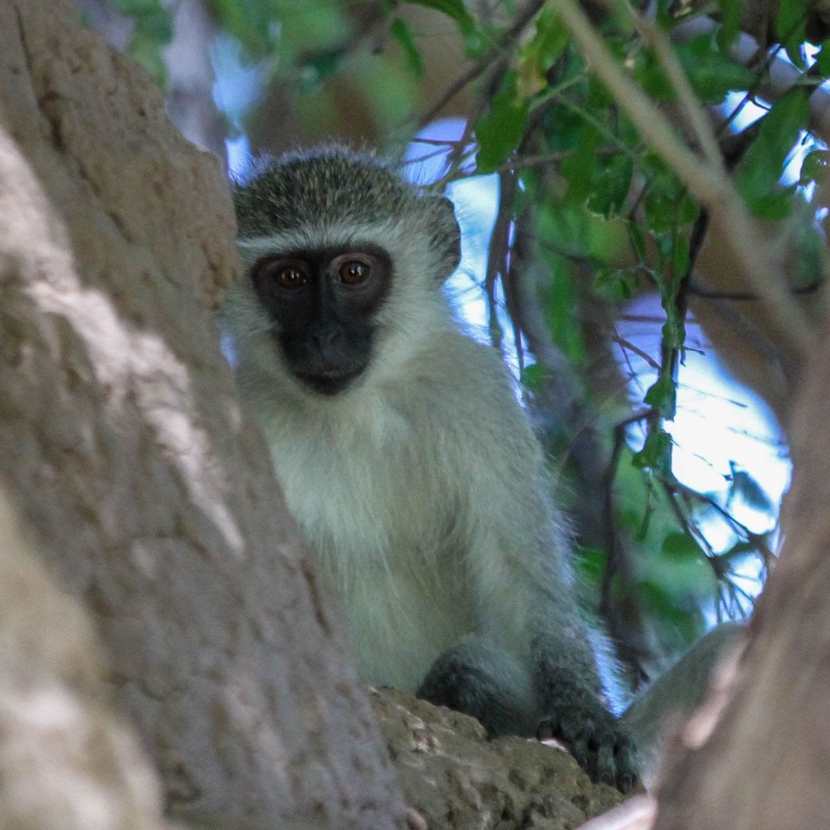 erlebnisreise-suedliches-afrika-erfahrungsbericht-ecoquest-kundenfotos-affe-natucate