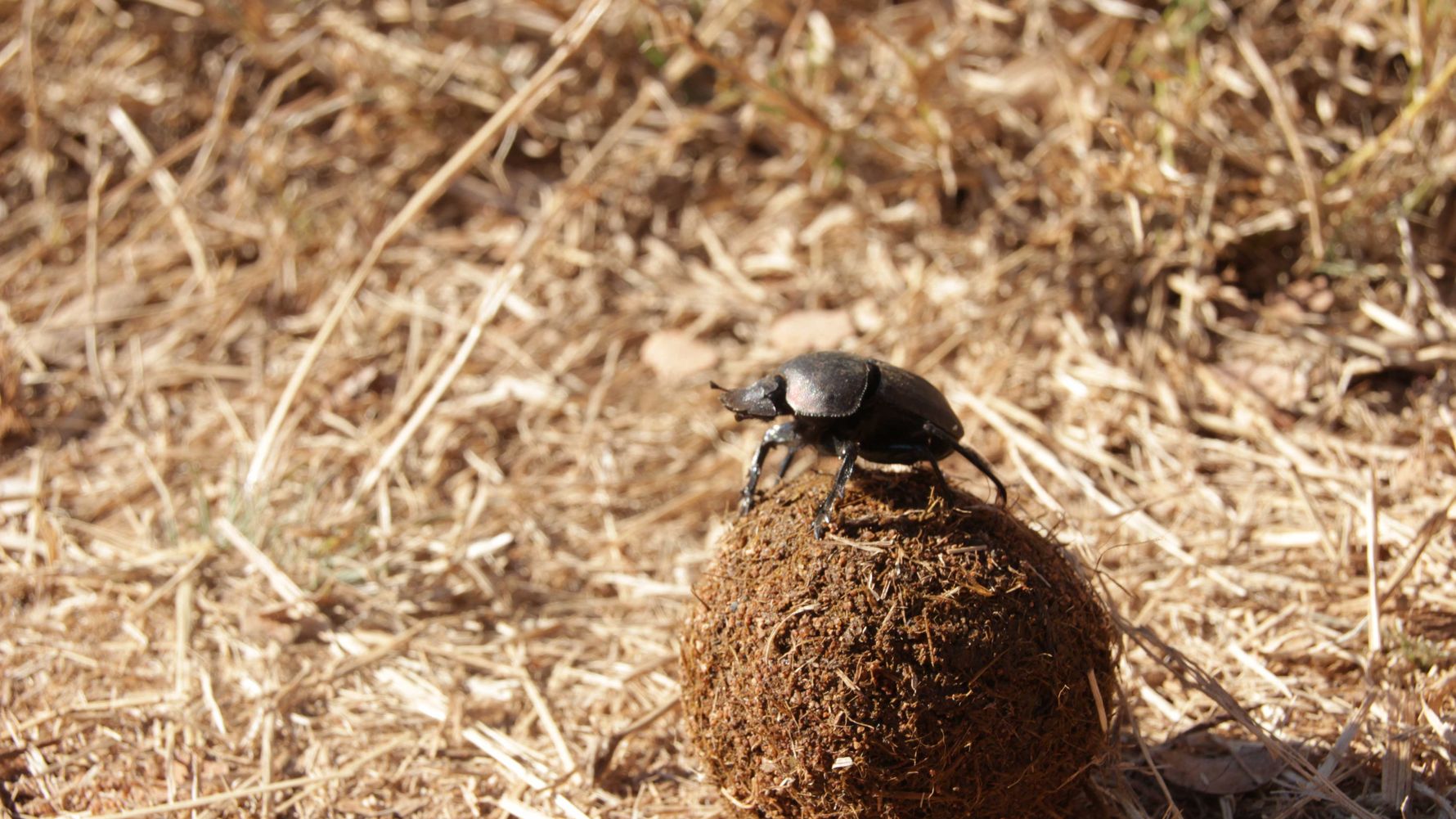 erfahrungsberichte-rangerkurs-field-guide-level-1-afrika-lea-mistkaefer-natucate