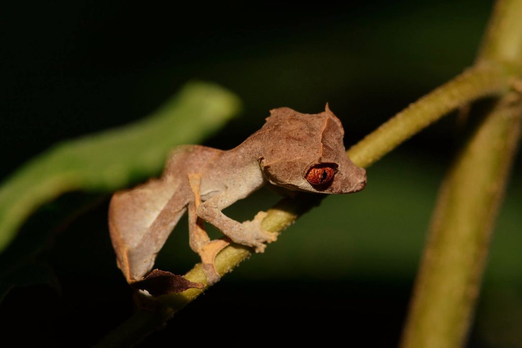 freiwilligenarbeit-madagaskar-afrika-artenschutz-fauna-reptilien-natucate