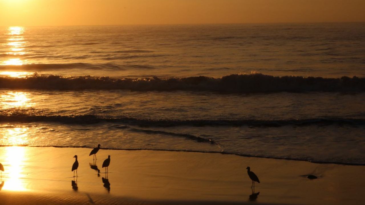 erfahrunsgbericht-costa-rica-praktikum-kundenfotos-artenschutz-ozean-natucate
