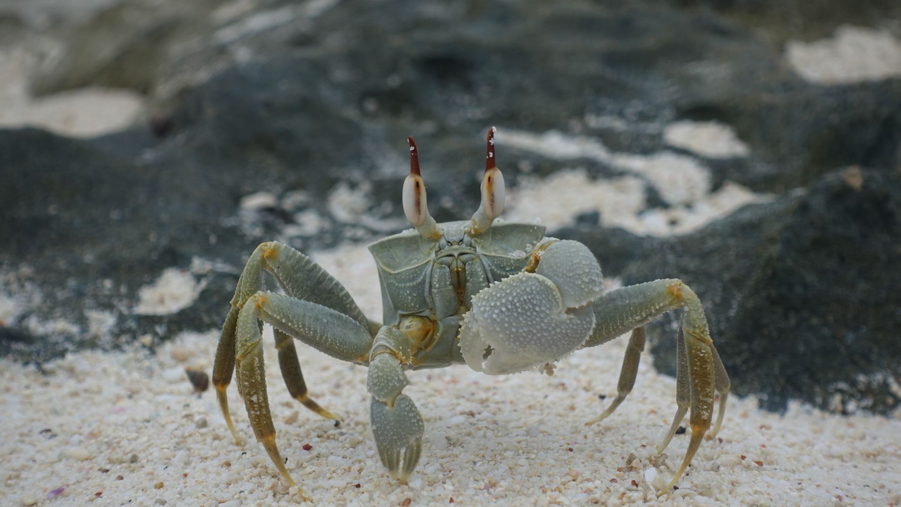 Eine Geisterkrabbe steht im Sand in der Naehe von schwarzen Felsen