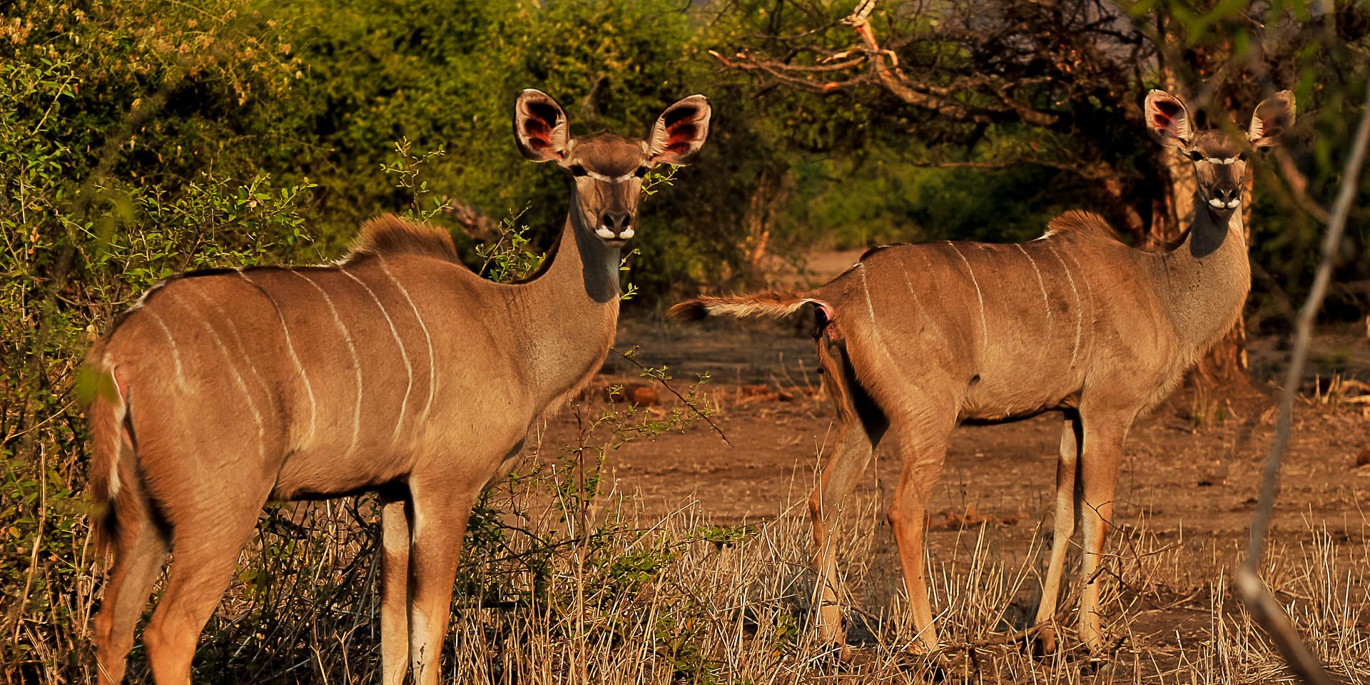 natucate-safari-zimbabwe-old-drift-kudu