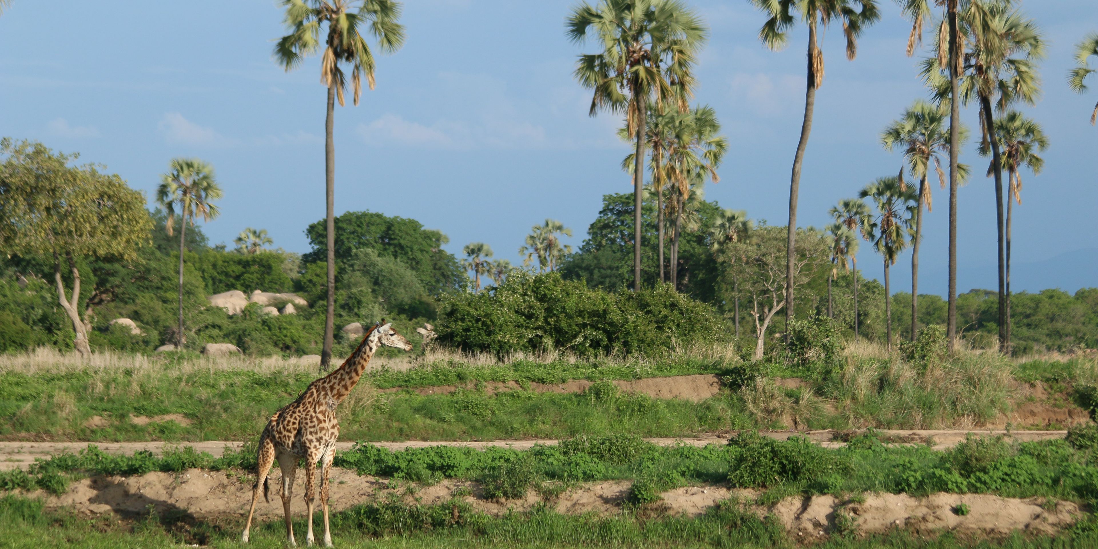 Giraffe im gr&uuml;nen Busch