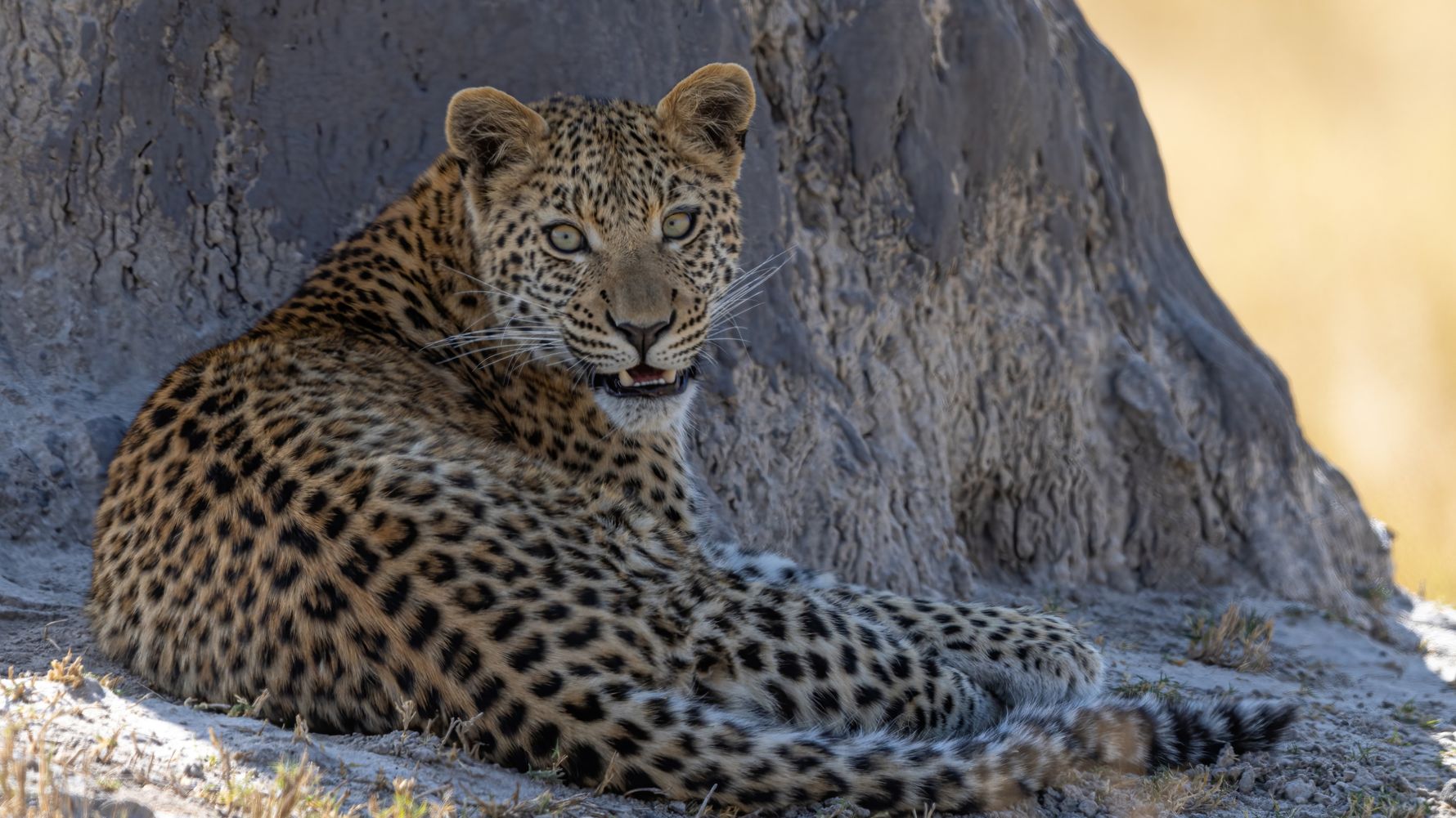 natucate-landingpage-pwe-kwapa-leopard