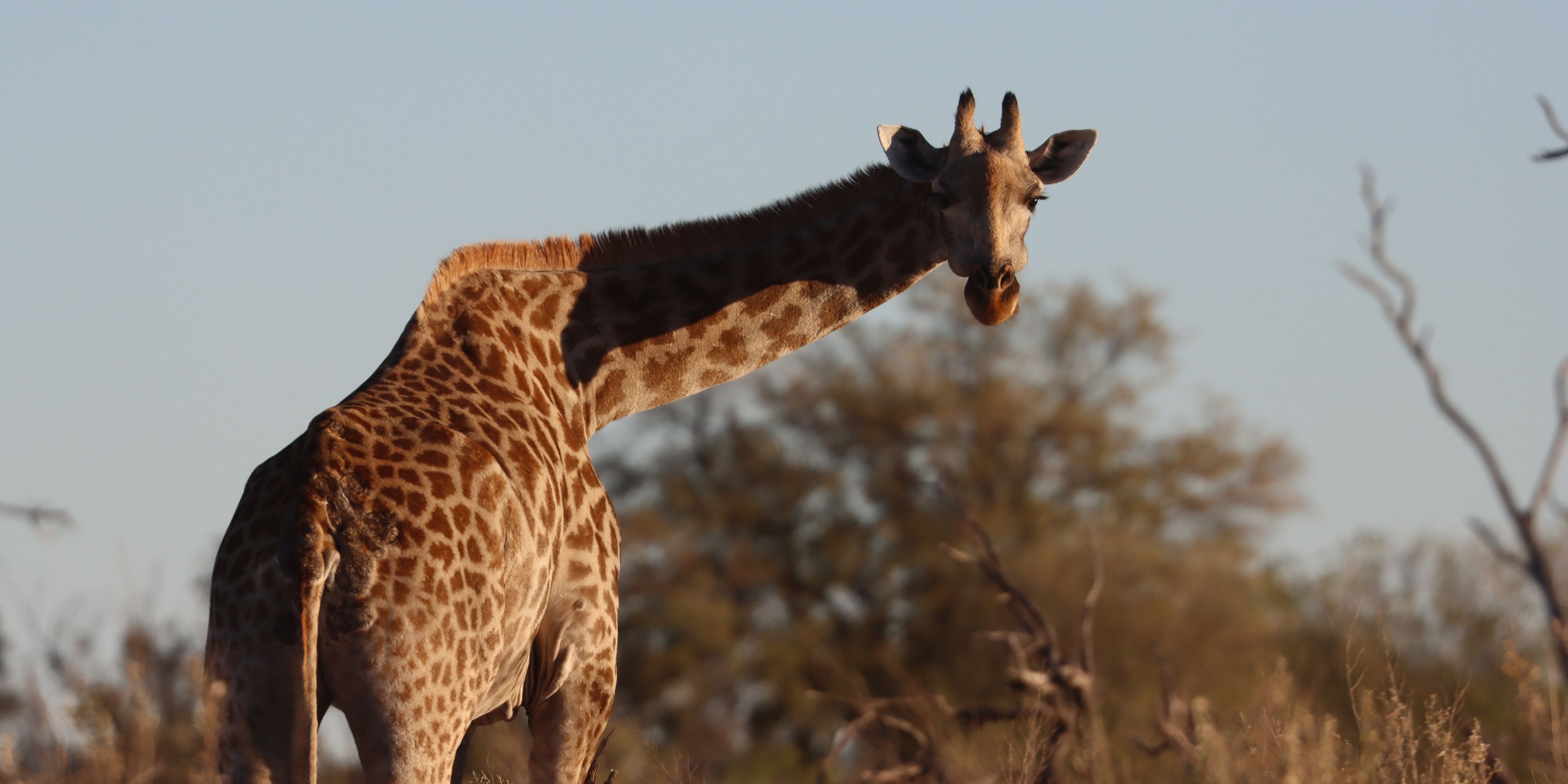 Giraffe in Botswana