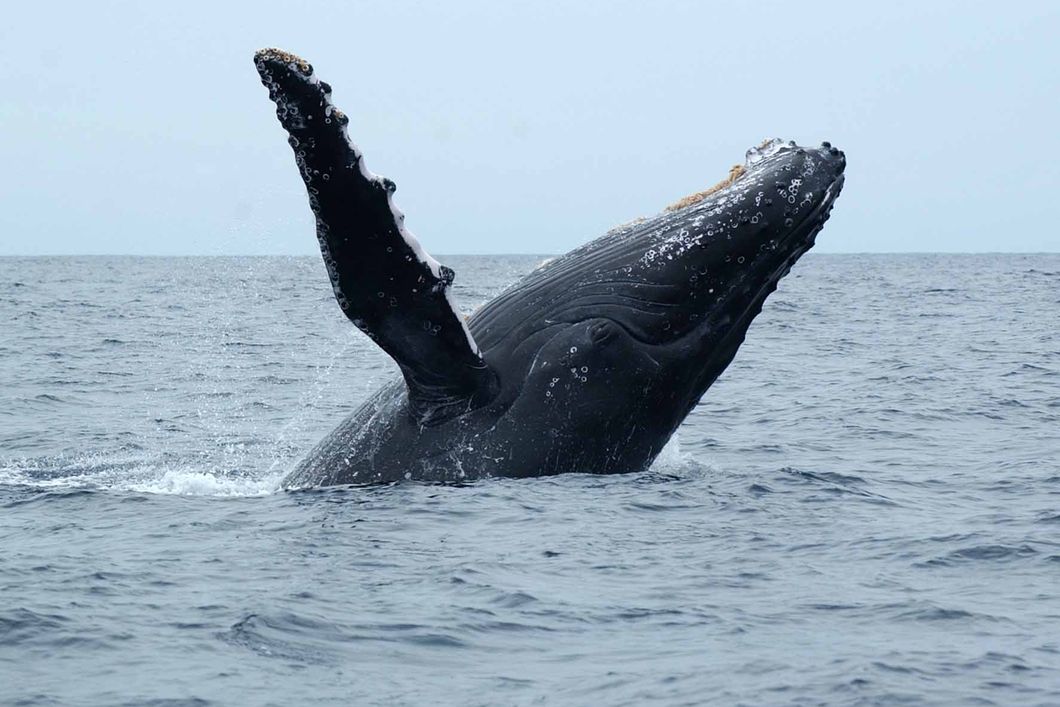 A huge humpback whale jumping out of the water off the South African coast