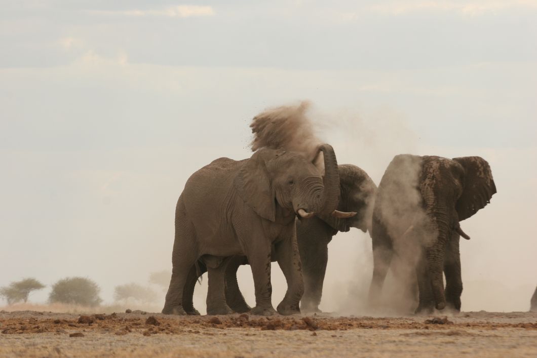 safari-botswana-okavango-delta-northern-highlights-elephant-throwing-natucate