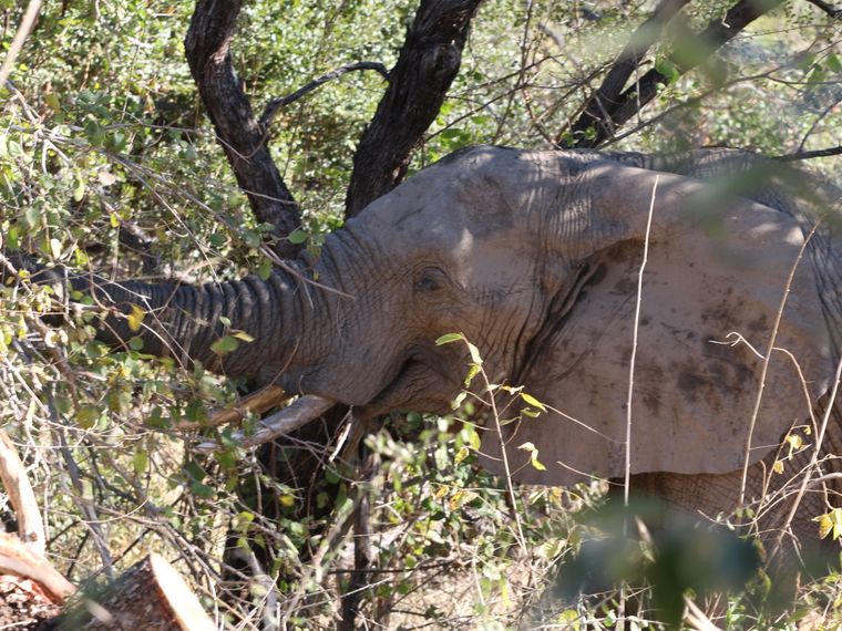 erfahrungsberichte-rangerkurse-suedafrika-field-guide-level-1-sara-elefant