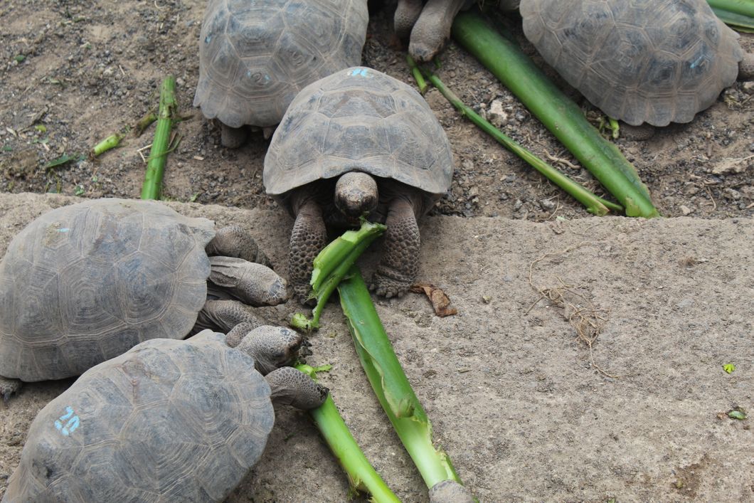 natucate-freiwilligendienst-ecuador-artenschutz-fuetterung-schildkroeten
