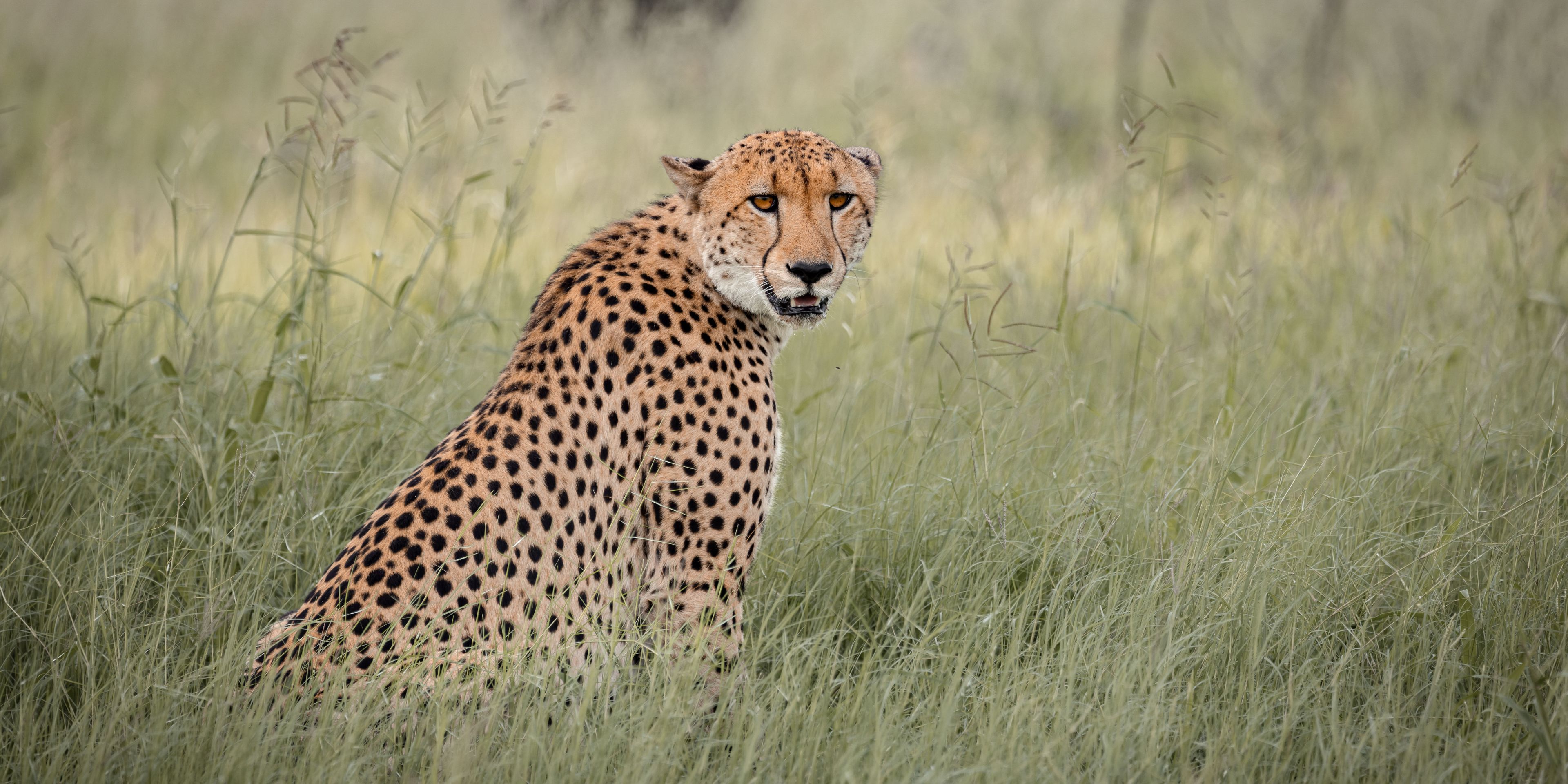 natucate-pwe-botswana-khwai-cheetah