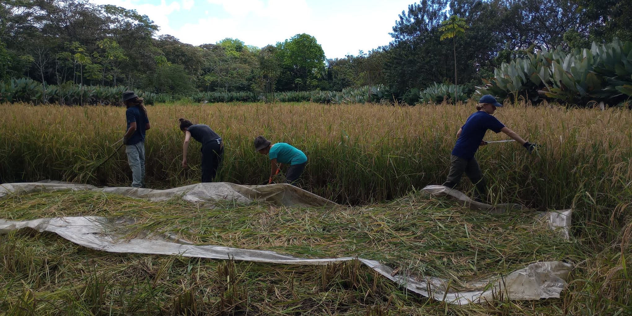 natucate-freiwilligenarbeit-costa-rica-schildkroten-rio-oro-pflanzen-trimmen