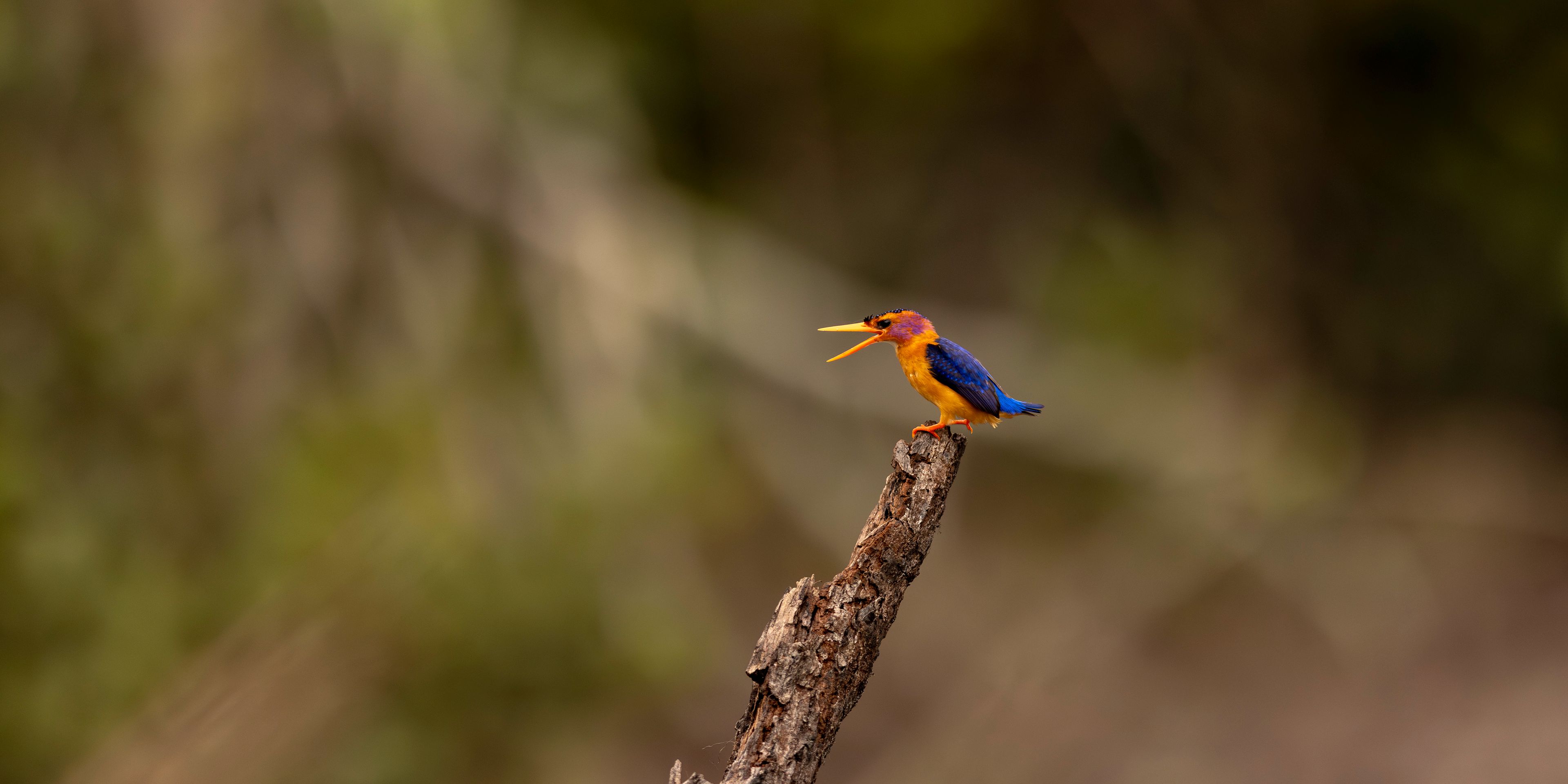 natucate-nature-travel-gabon-wilderness-trails-colourful-bird