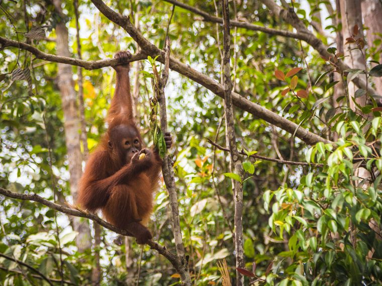 Orang Utan im Wald
