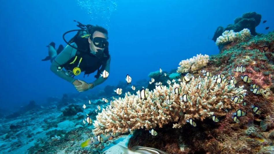 natucate-travel-volunteering-seychelles-platte-island-diving