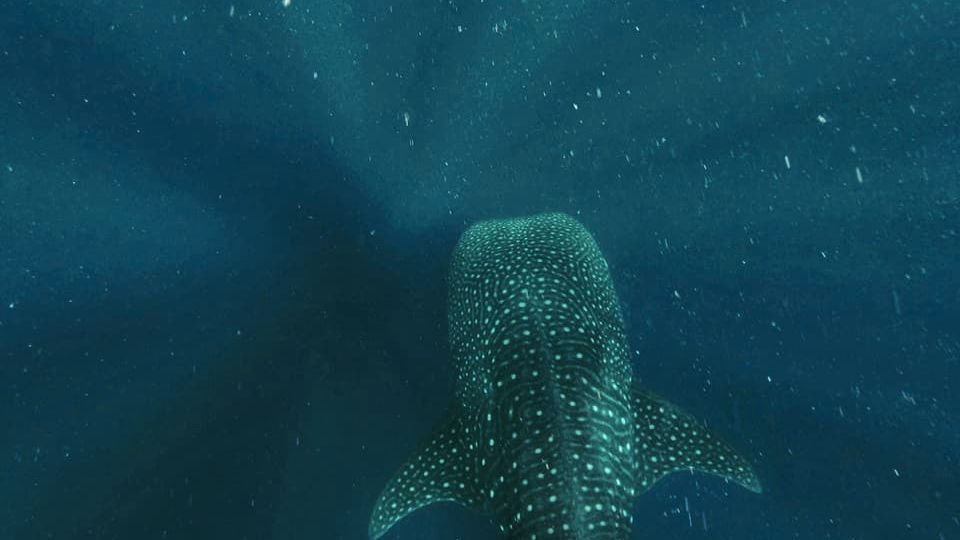 walhai-ruecken-naturwissen-blog-natucate