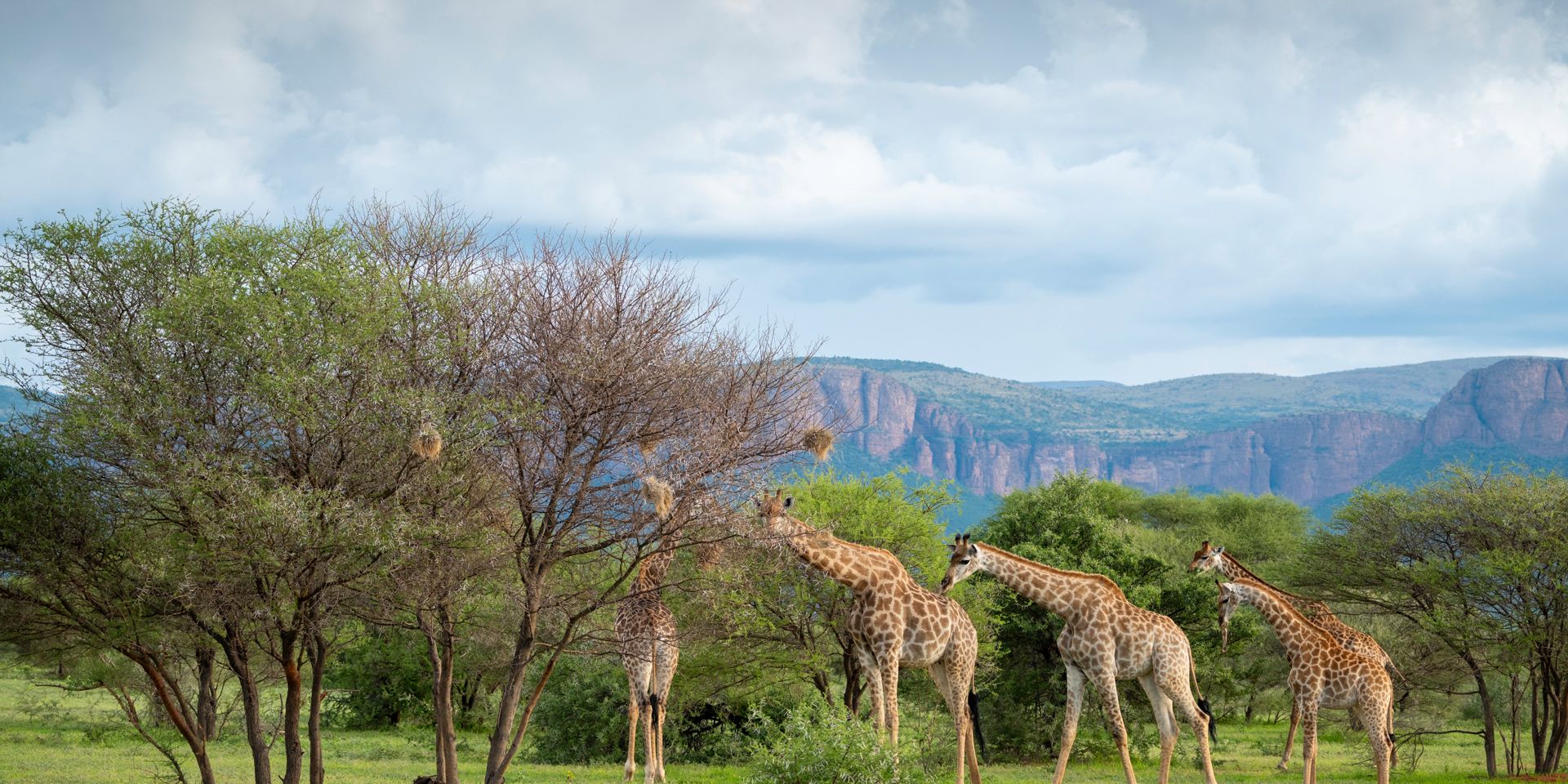 natucate-volunteering-south-africa-marataba-giraffes