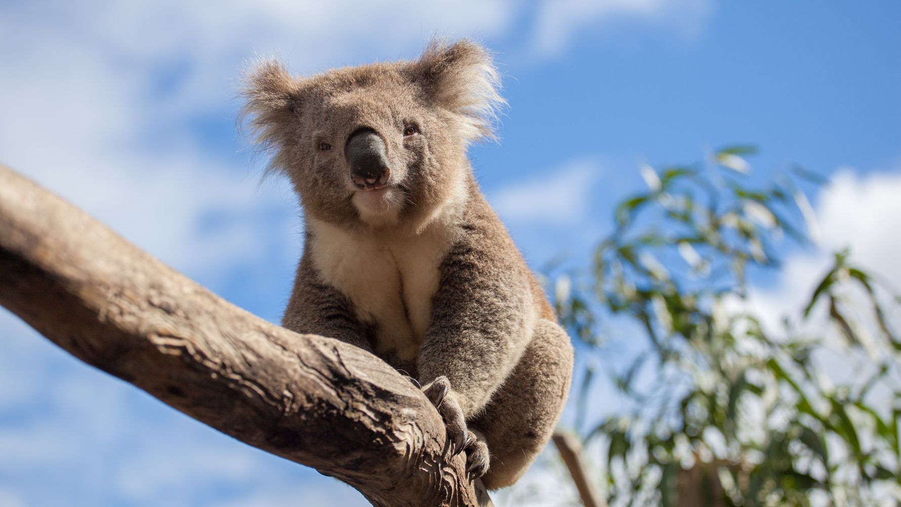 Ein Koala, Australiens nationales Symbol, sitzt auf einem Baum in Down Under.