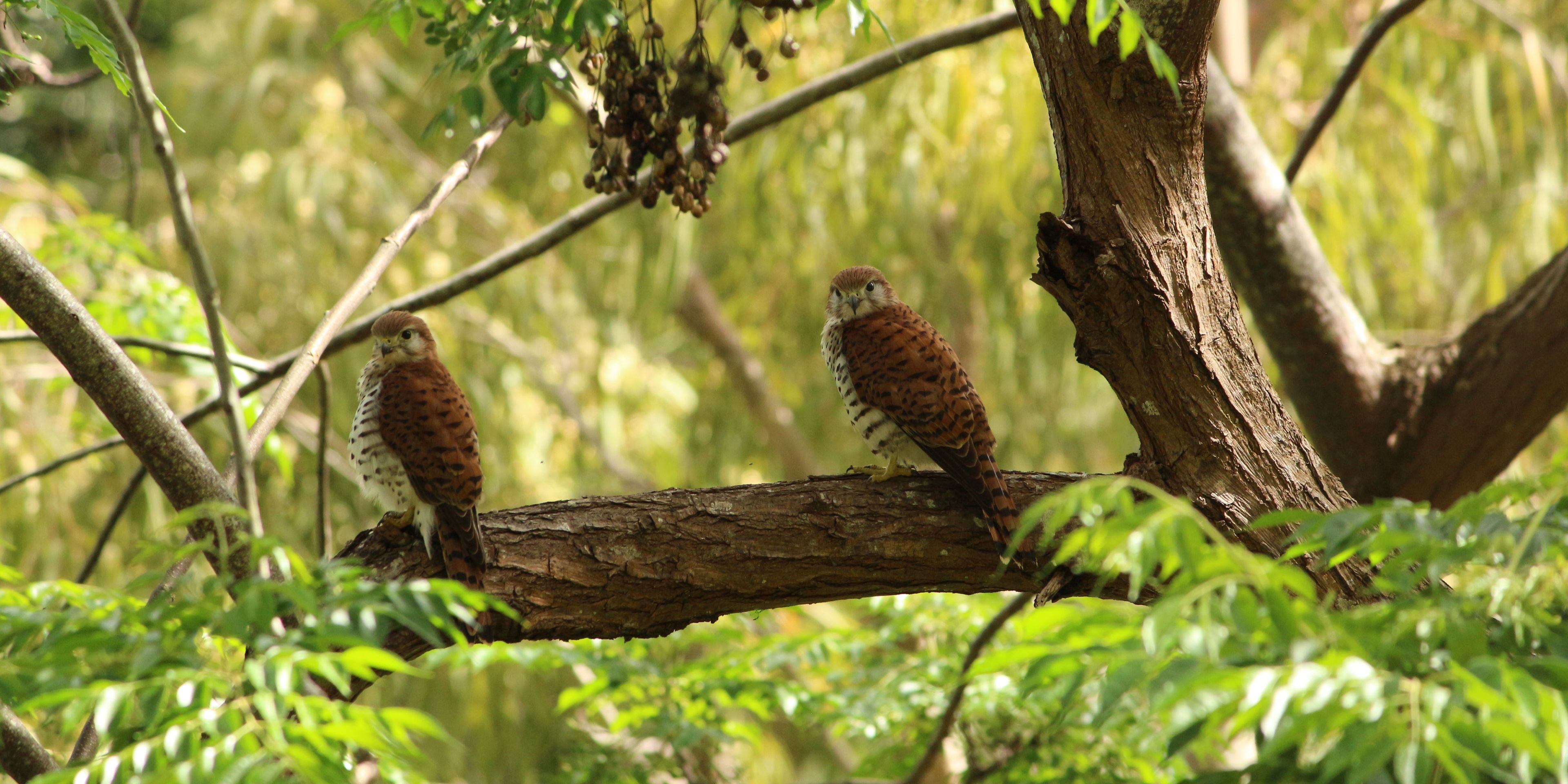 Two Mauritius Kestrels sitting in a tree in Mauritius, looking for prey