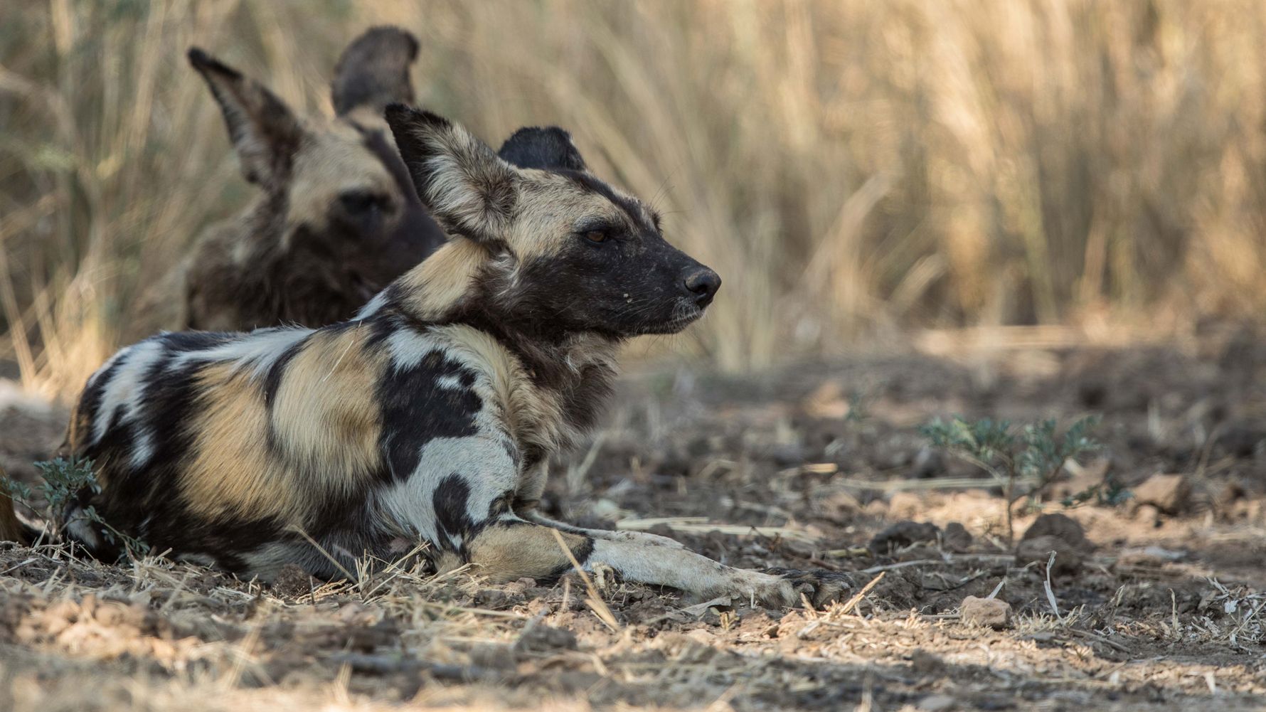 blog-ratgeber-safari-sambia-fuenf-gruende-wildhunde-natucate