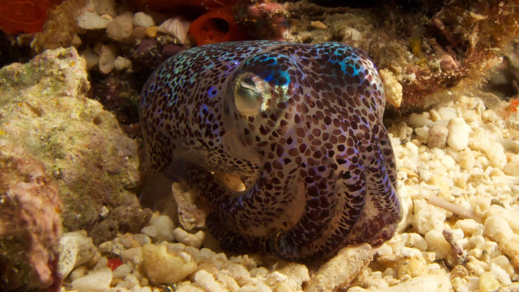 Blau schimmernder Oktopus mit braunen Punkten vor der Kueste der Philippinen