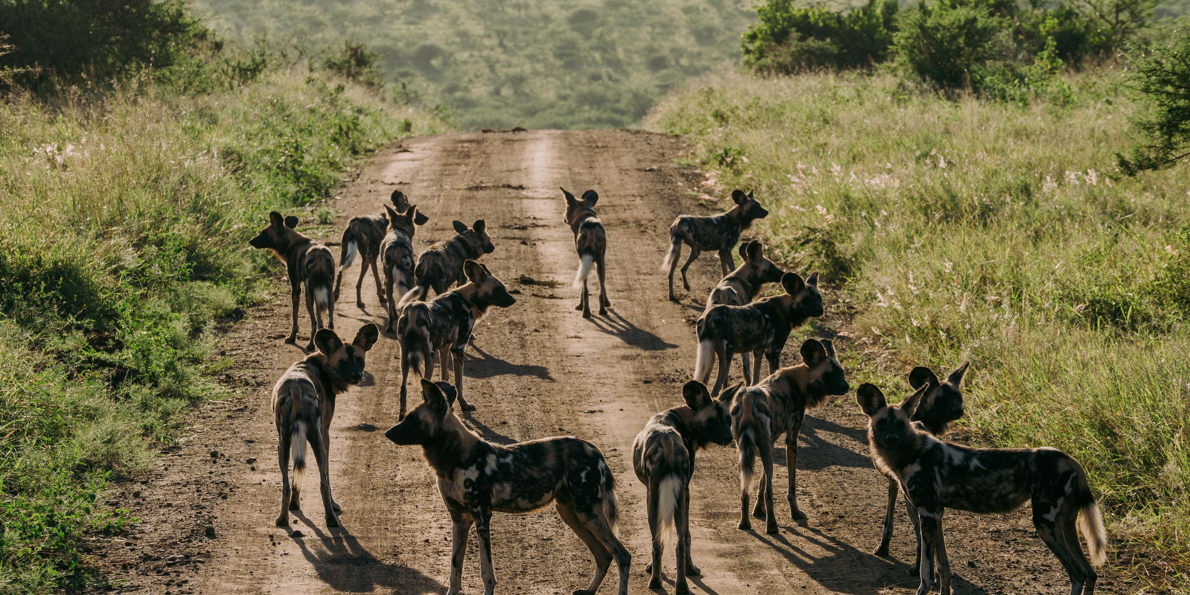 natucate-trip-volunteering-zululand-species-conservation-imfolozi-wild-dogs