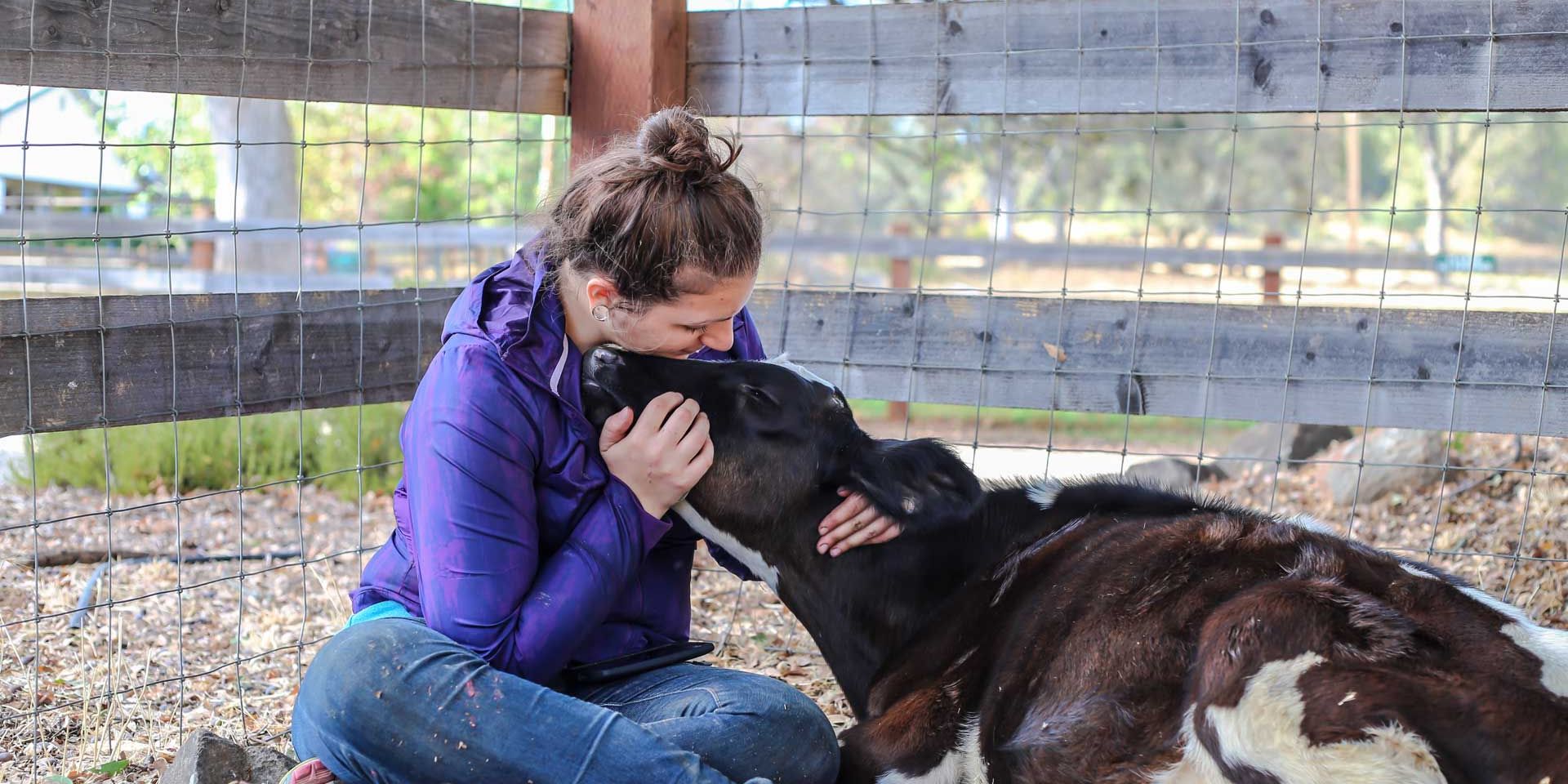 An animal welfare volunteer is sitting on the ground of a barn, petting a calf.
