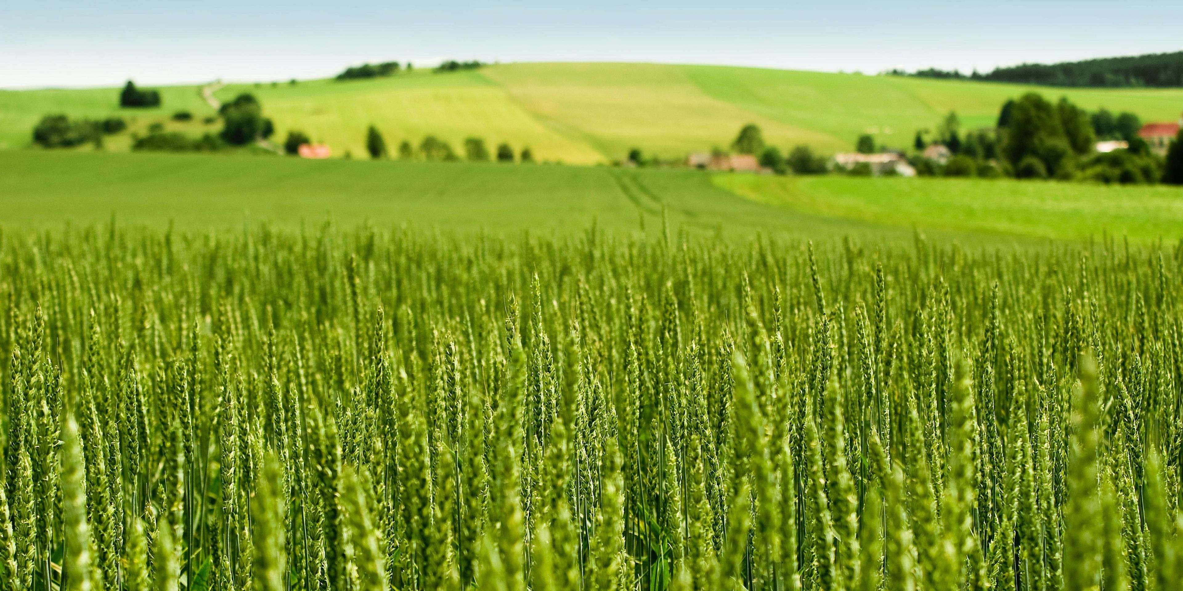 auslandspraktikum-usa-nordamerika-oekologische-landwirtschaft-getreide-natucate