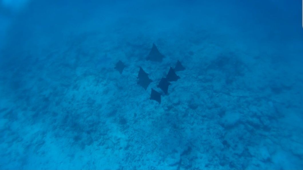 erfahrungsberichte-freiwilligenarbeit-artenschutz-north-island-seychellen-melanie-rochen