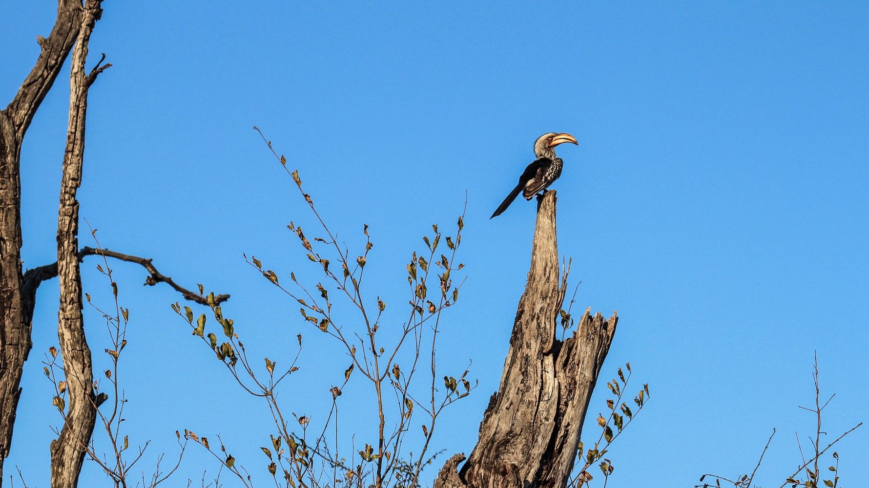 erfahrungsberichte-suedafrika-rangerausbildung-vogel-natucate