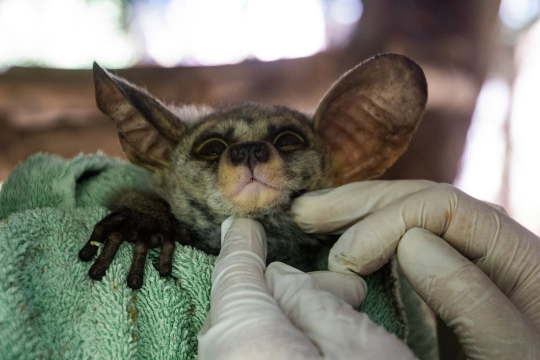 natucate-internship-malawi-wildlife-bush-baby-credits-amanda-harwood