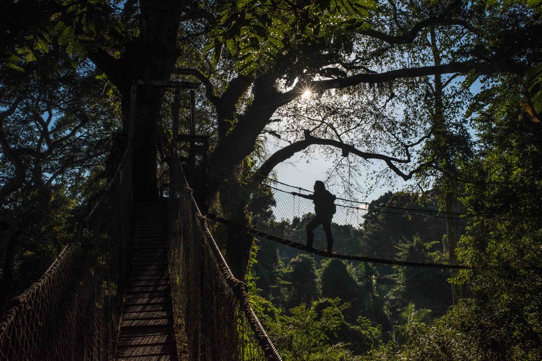 Eine Haengebruecke dient bei einem  Rangerkurs als Pfad durch den Regenwald