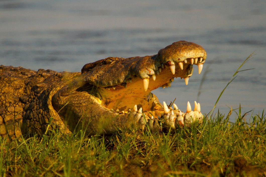 Krokodile koennen durch das Oeffnen ihres Maul ihre koerpertemparatur regulieren