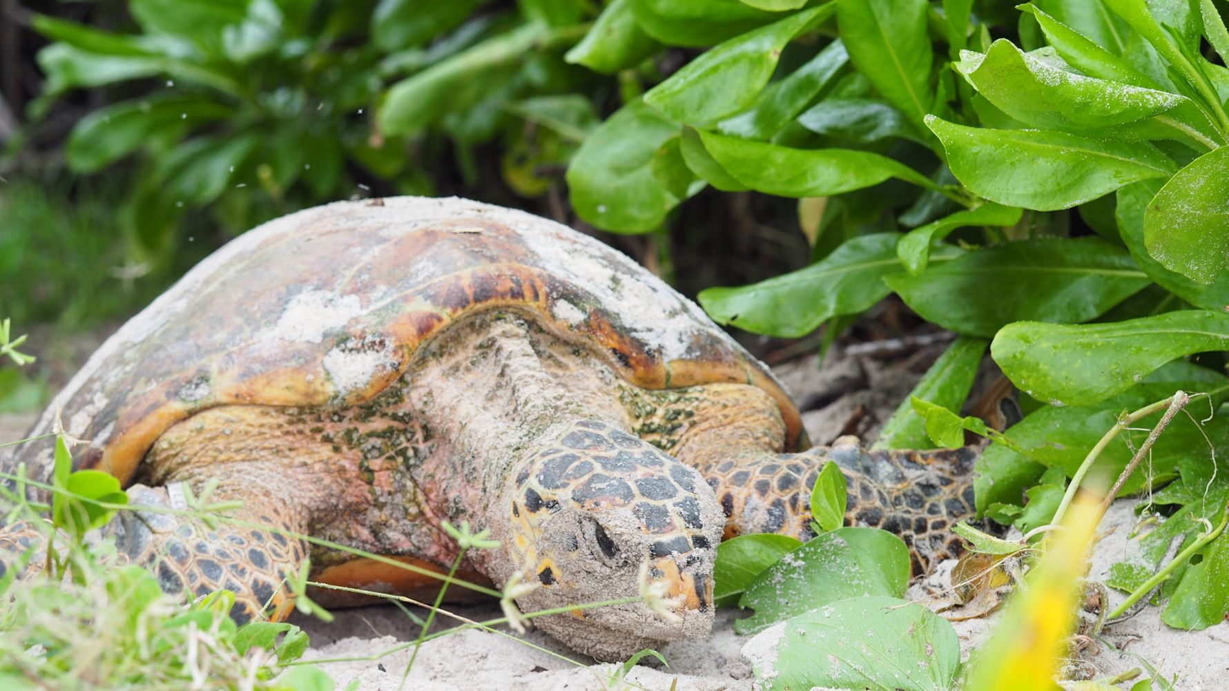 freiwilligenarbeit-seychellen-erfahrungsbericht-schildkroeten-artenschutz-natucate