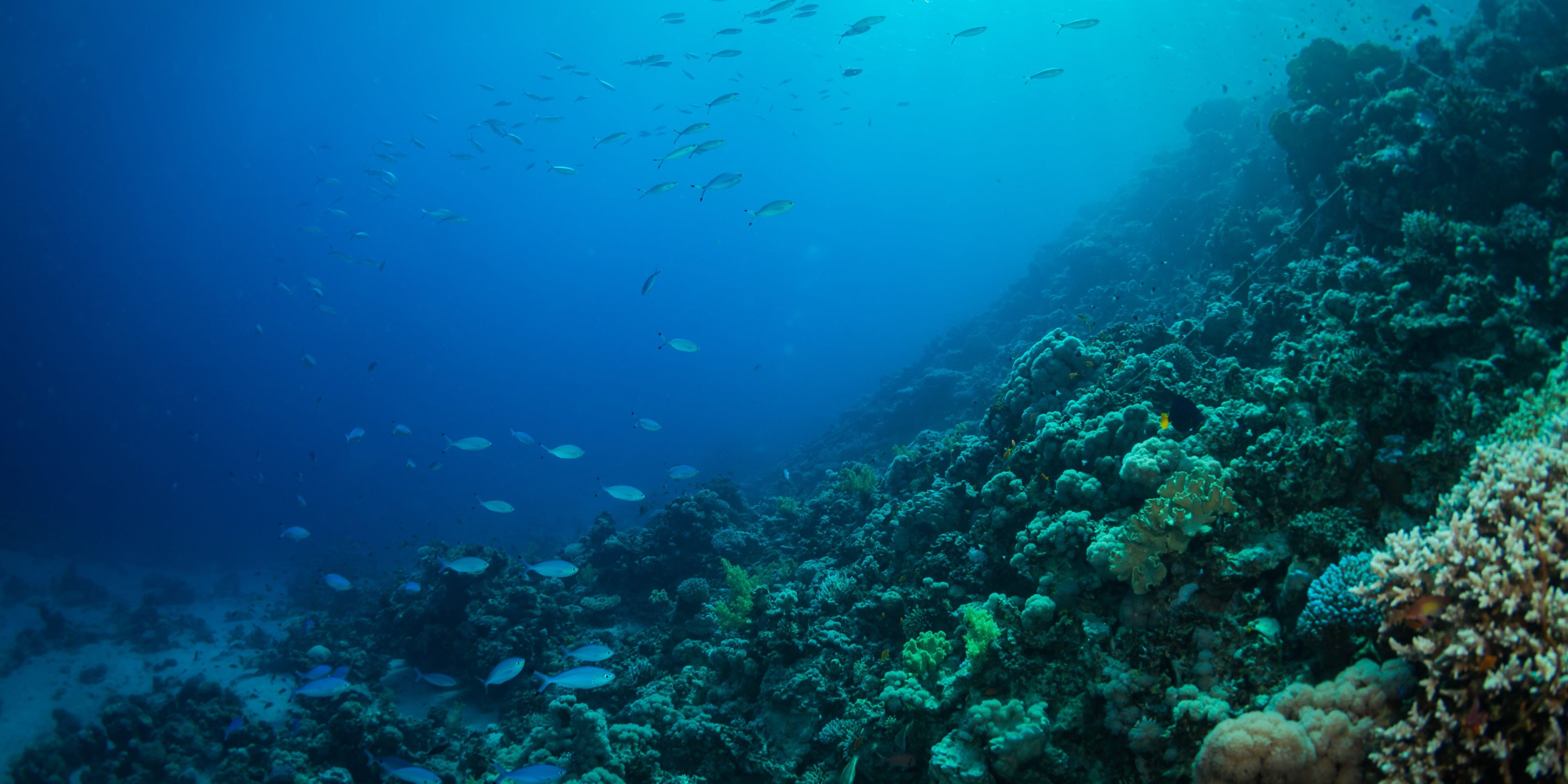 natucate-travel-volunteering-seychelles-platte-island-underwater-fish