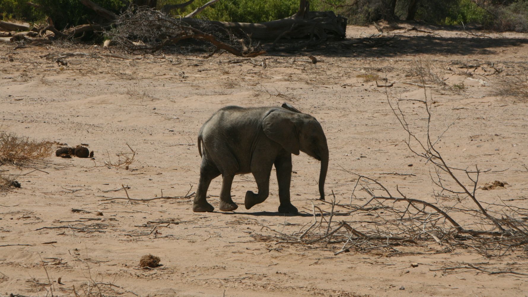 erfahrungsbericht-freiwilligenarbeit-namibia-elefantenschutz-jonas-elefant-natucate