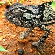 erfahrungsberichte-rangerkurse-professional-field-guide-jutta-chamaeleon