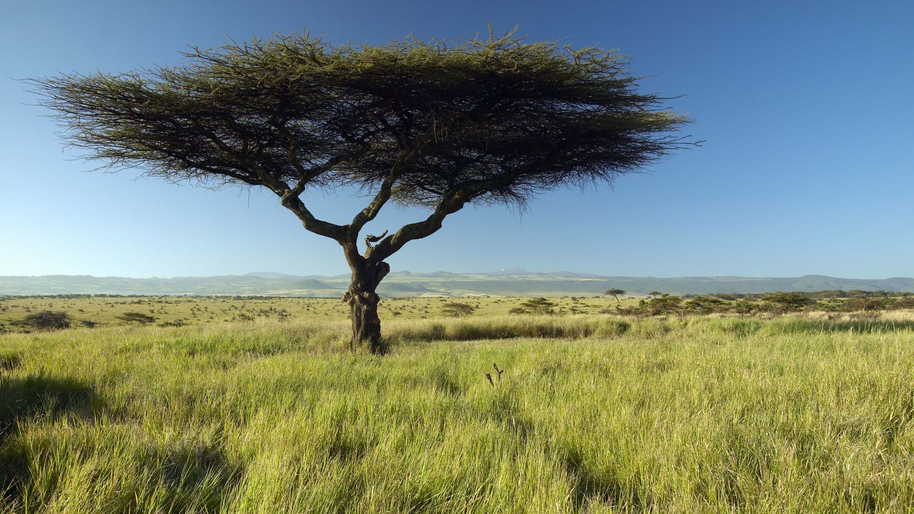Safari in Kenia: Schirmakazie und sich dahinter erstreckende Savanne in Ostafrika