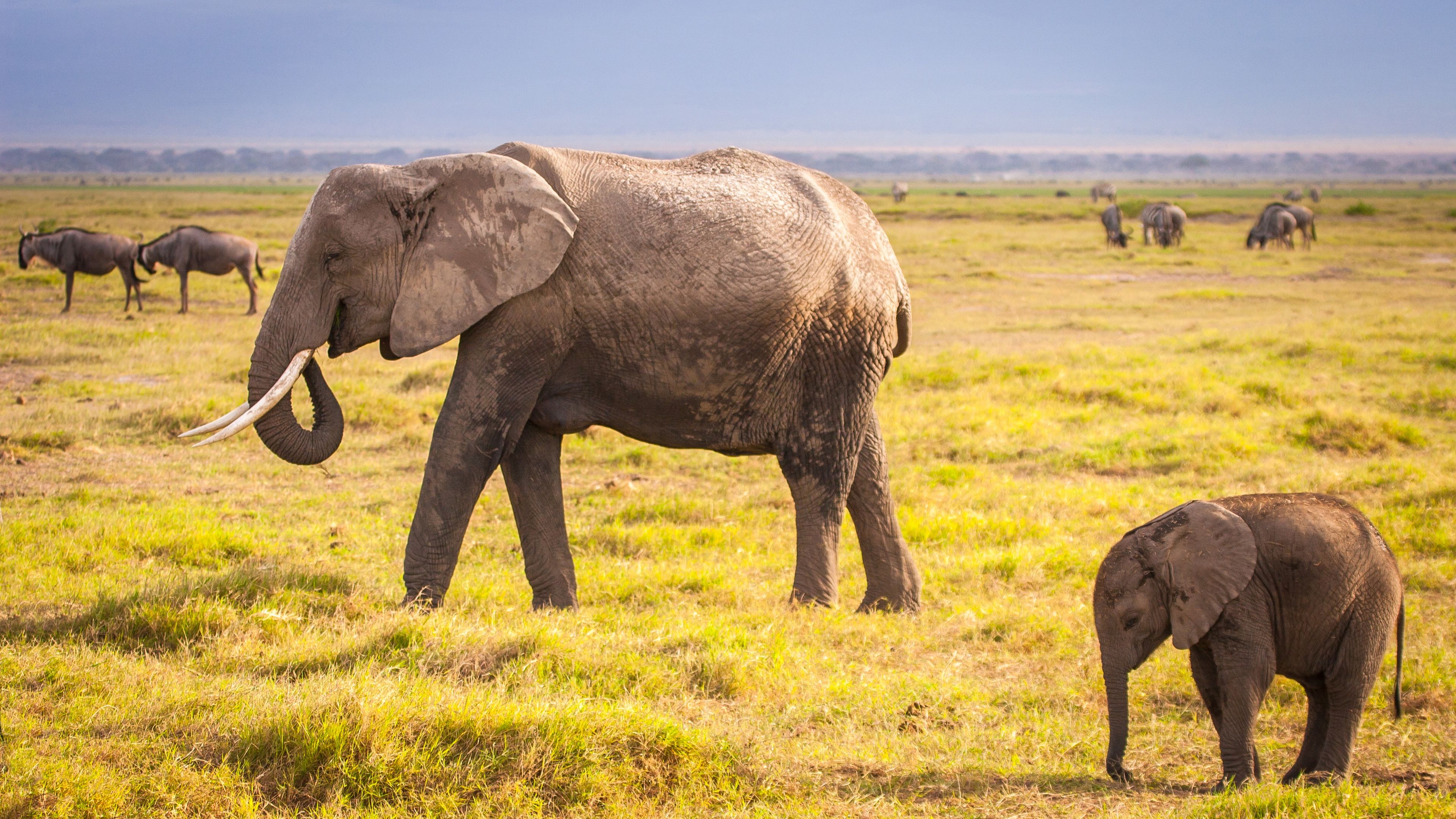 Afrikanische Safari Landschaftsmalerei