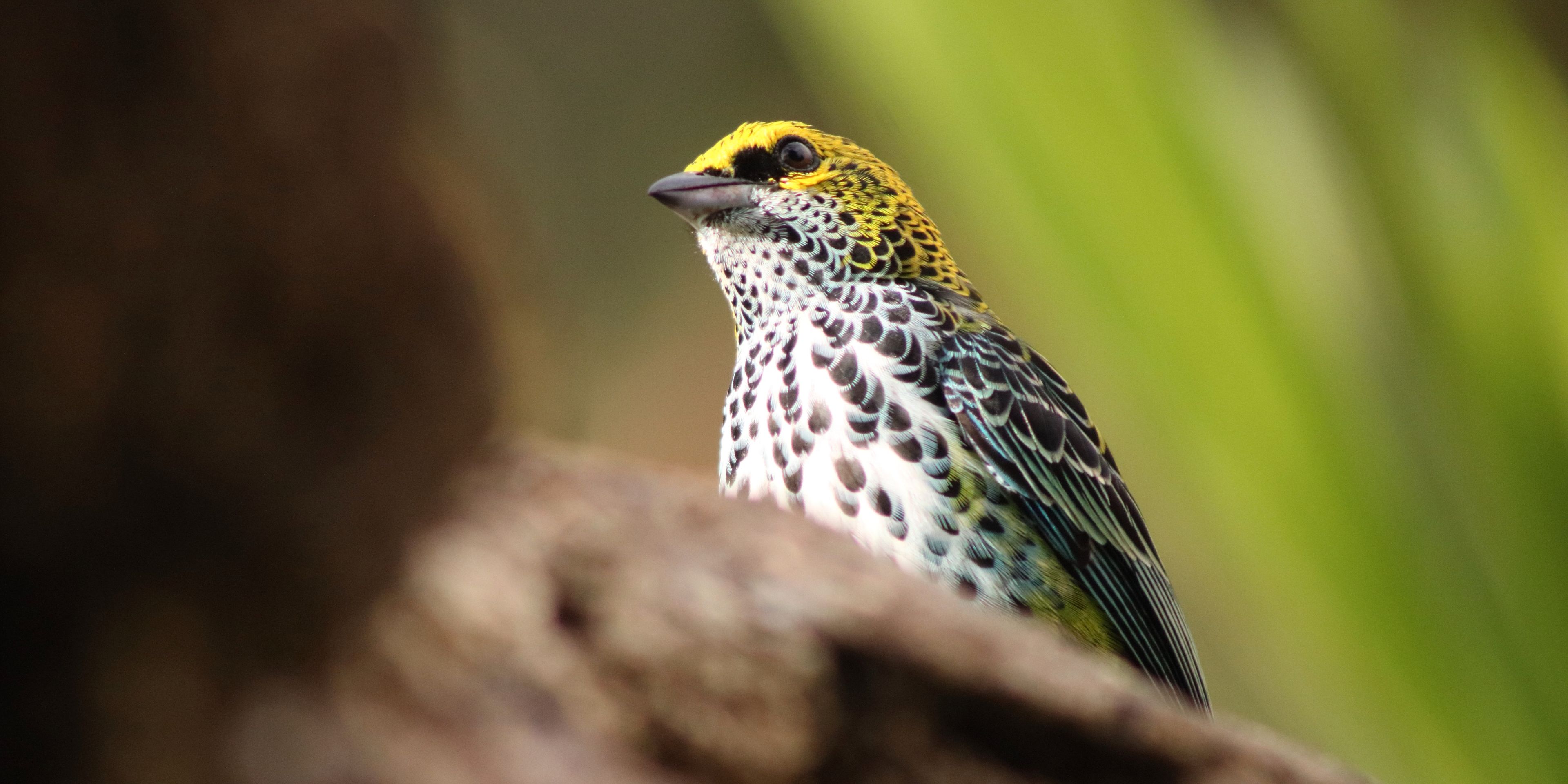 natucate-internship-costa-rica-forest-conservation-bird-yellow
